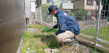 庭木の確認